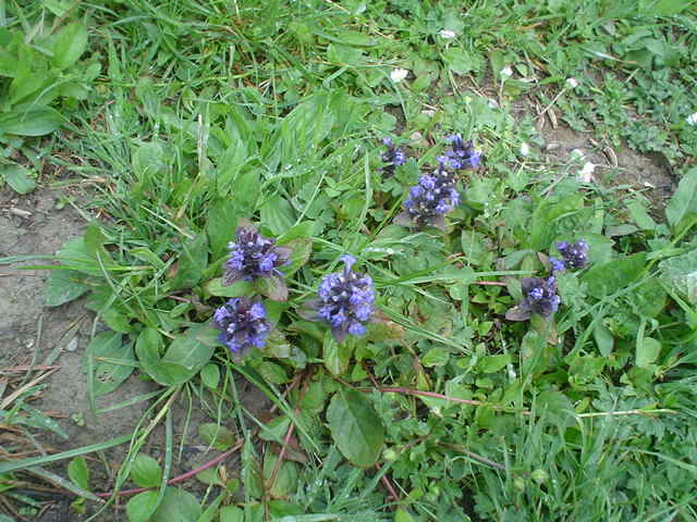 Ajuga reptans