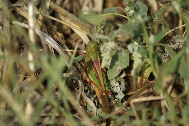 Cavalletta da identificare