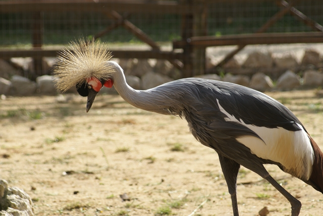 Aiuto per classificare questo uccello