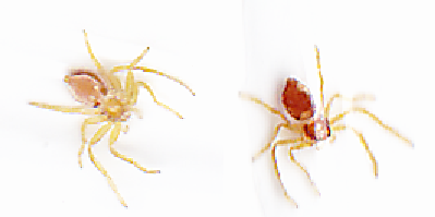 Philodromus sp.