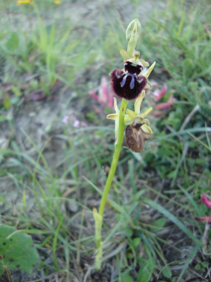 Ophrys da determinare