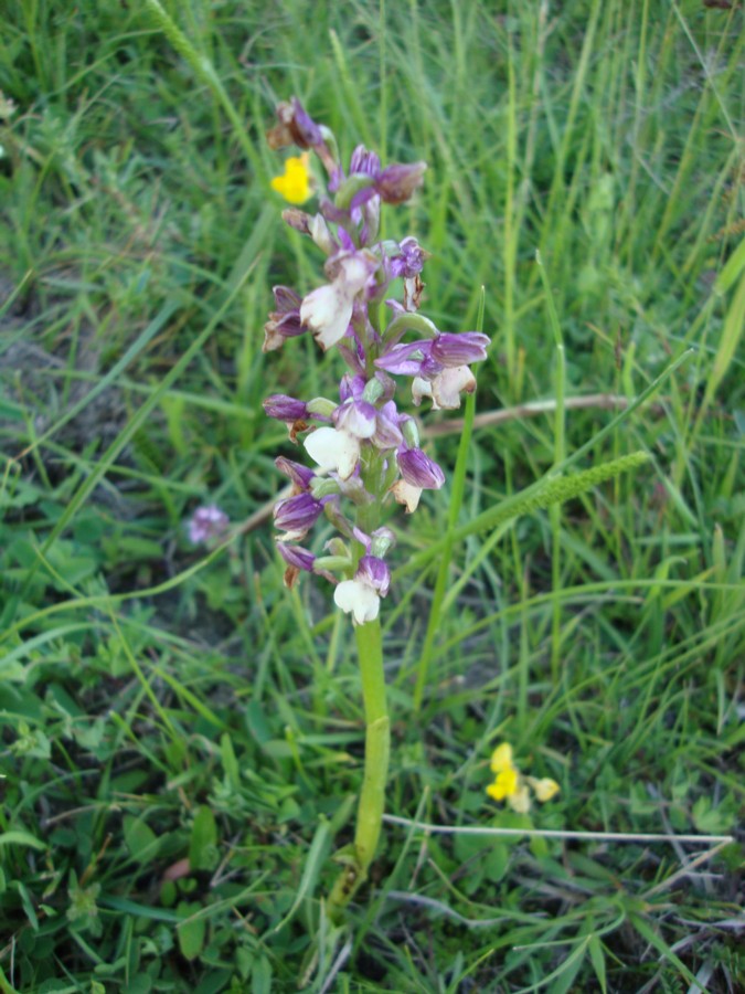 orchidea da identificare