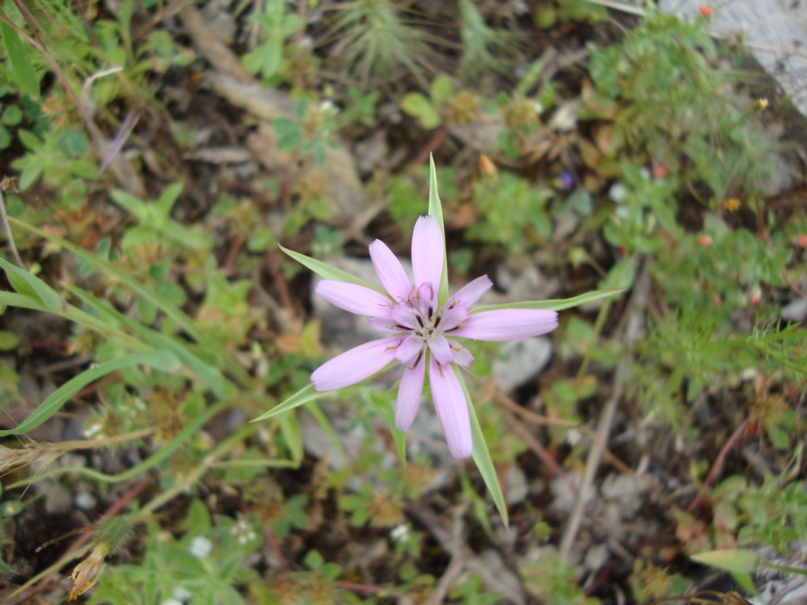 Geropogon hybridus / Barba di becco annua