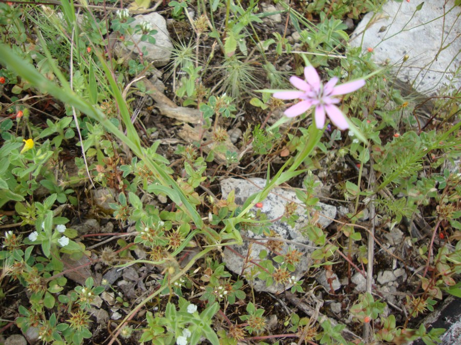 Geropogon hybridus / Barba di becco annua