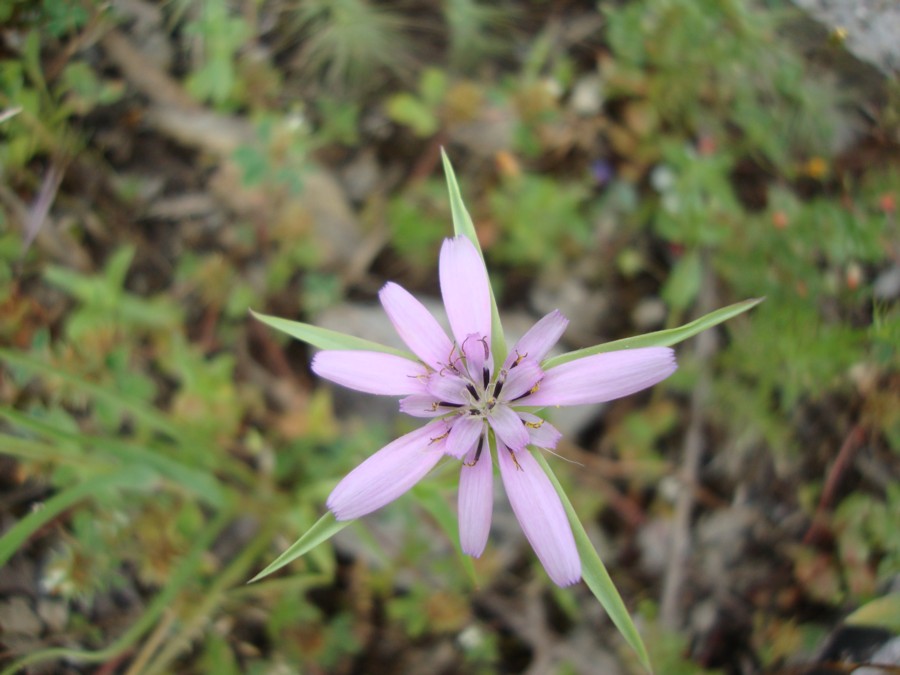 Geropogon hybridus / Barba di becco annua