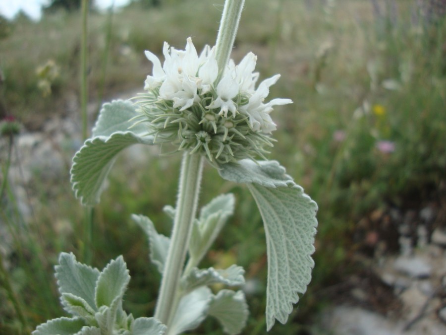 Marrubium incanum