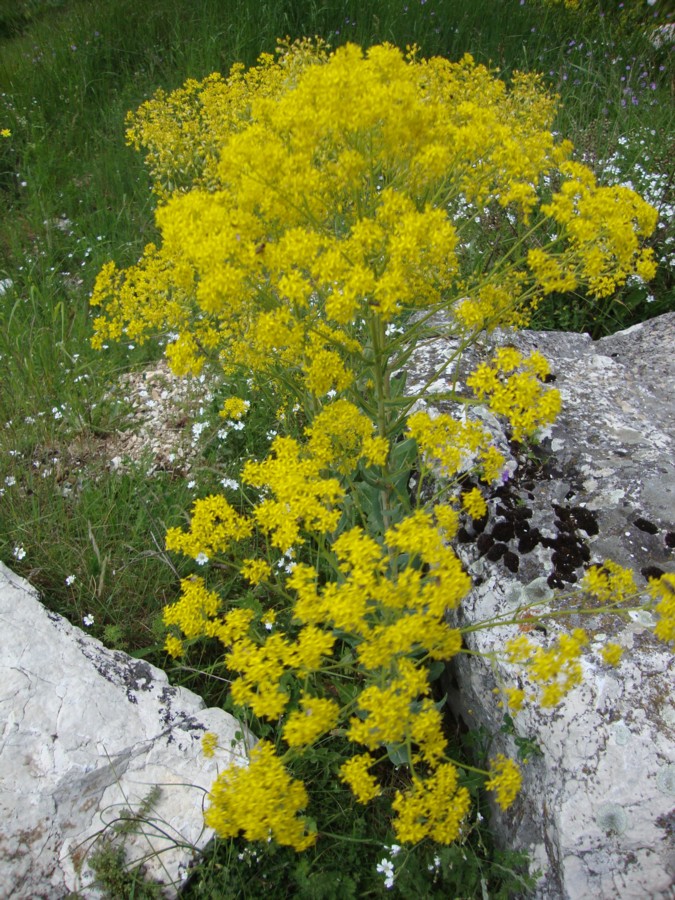 Isatis tinctoria