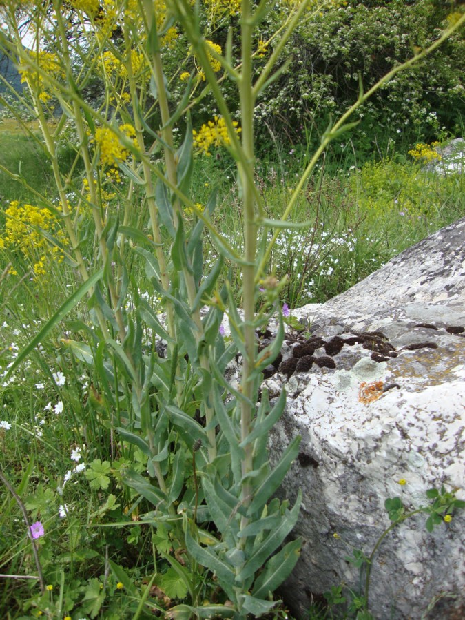 Isatis tinctoria