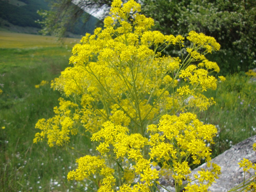 Isatis tinctoria