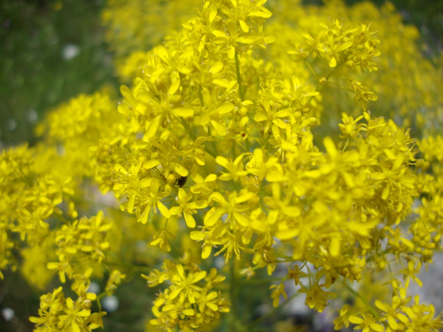 Isatis tinctoria