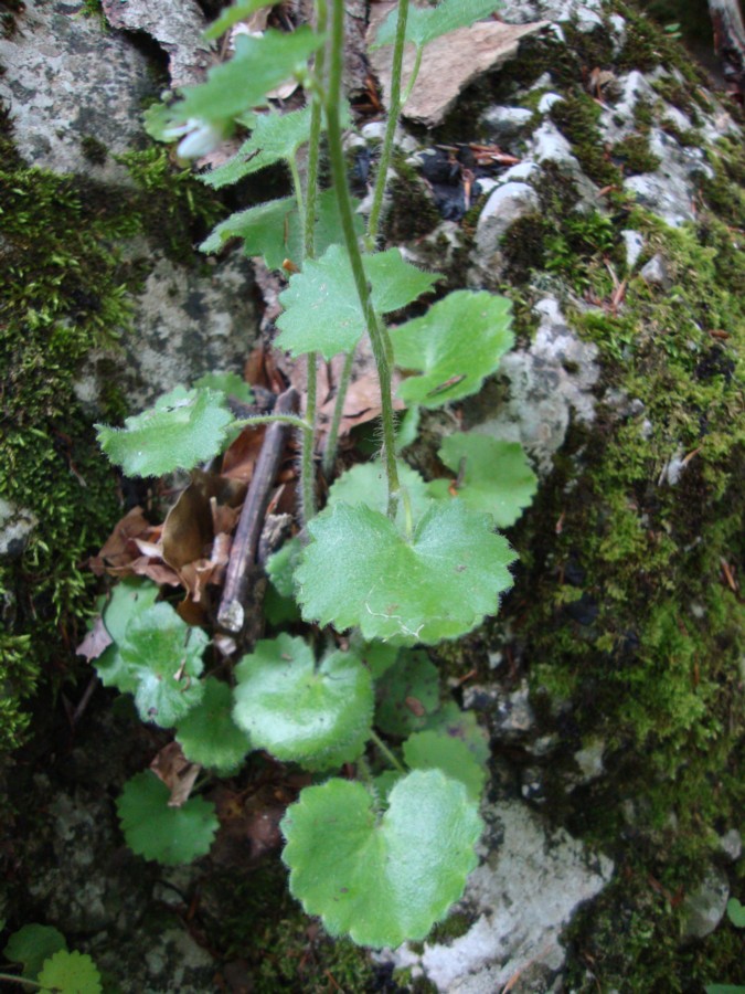 Saxifraga rotundifolia / Sassifraga a foglie rotonde