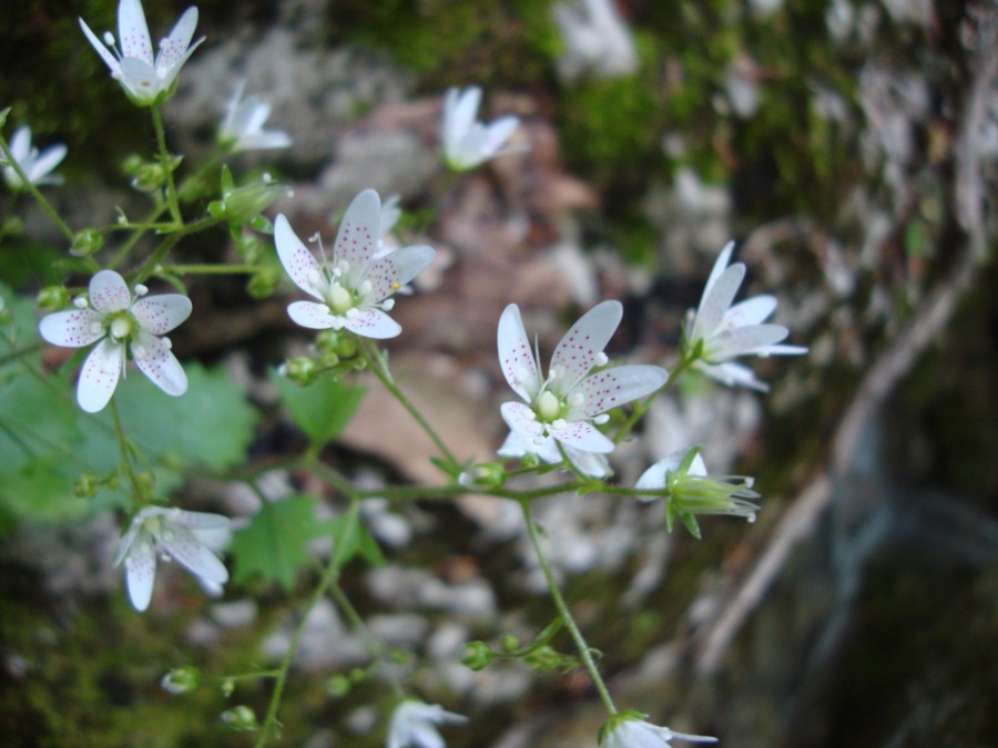 Saxifraga rotundifolia / Sassifraga a foglie rotonde