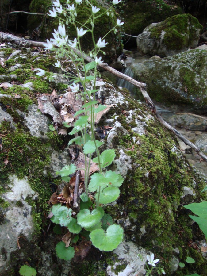 Saxifraga rotundifolia / Sassifraga a foglie rotonde