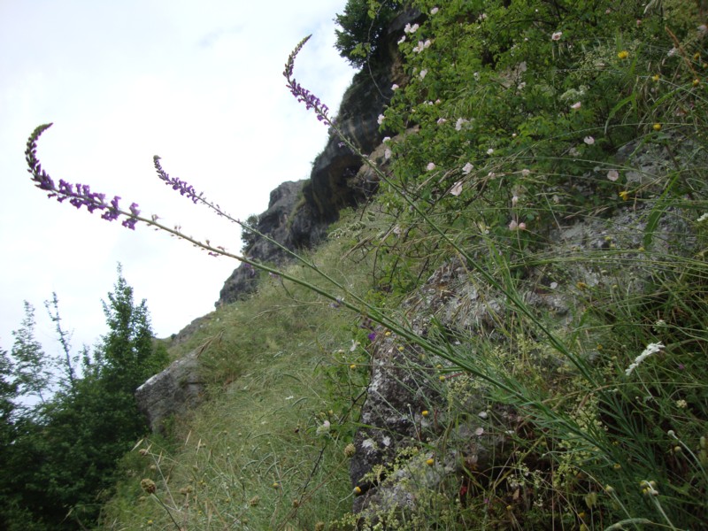 Linaria purpurea