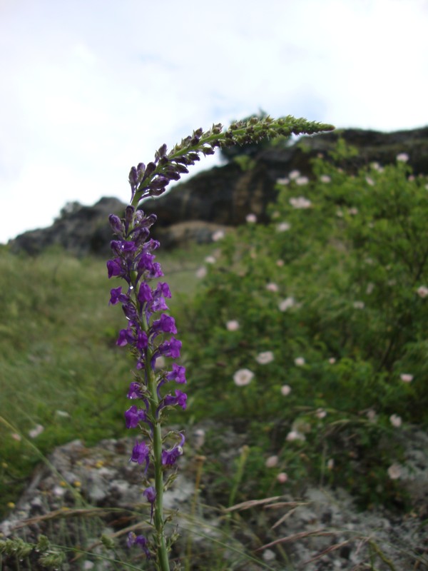 Linaria purpurea