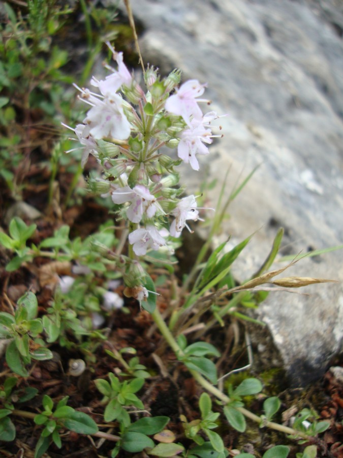 Thymus sp.