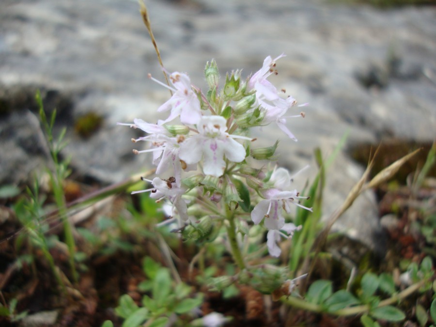 Thymus sp.