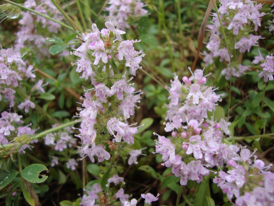 Thymus sp.