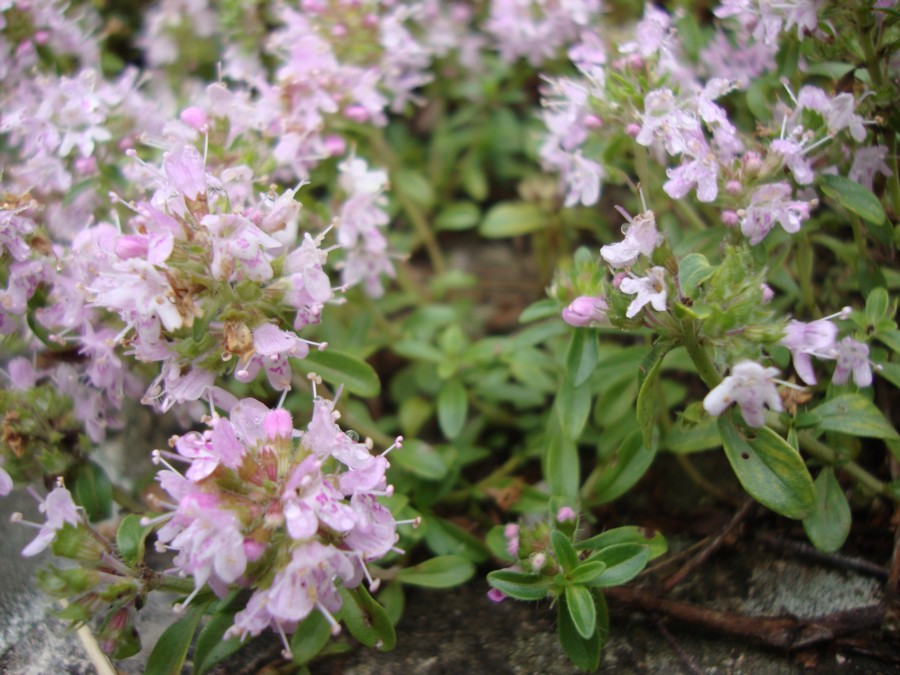 Thymus sp.