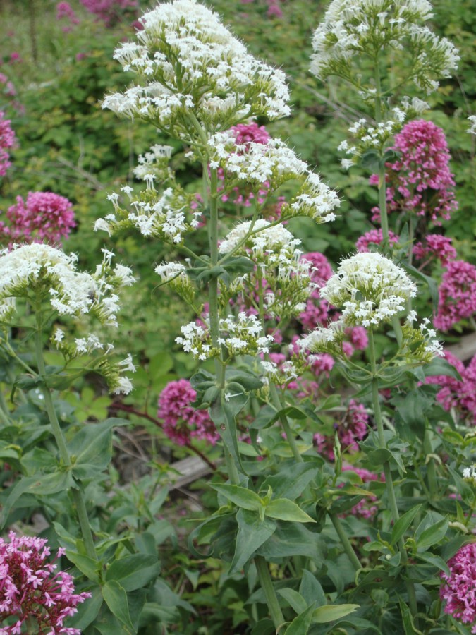 Centranthus ruber