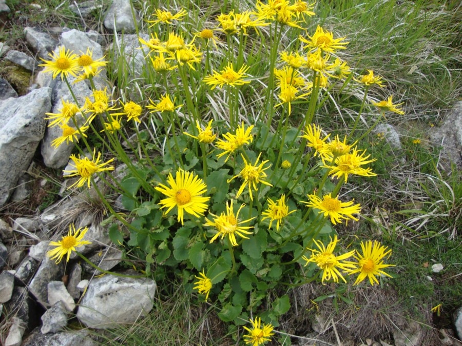 Doronicum columnae / Doronico di Colonna