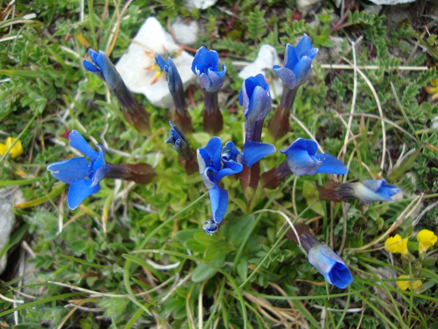 Gentiana verna