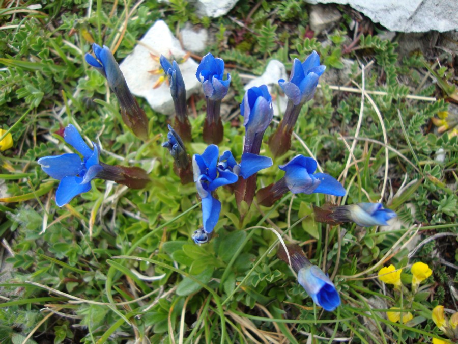 Gentiana verna