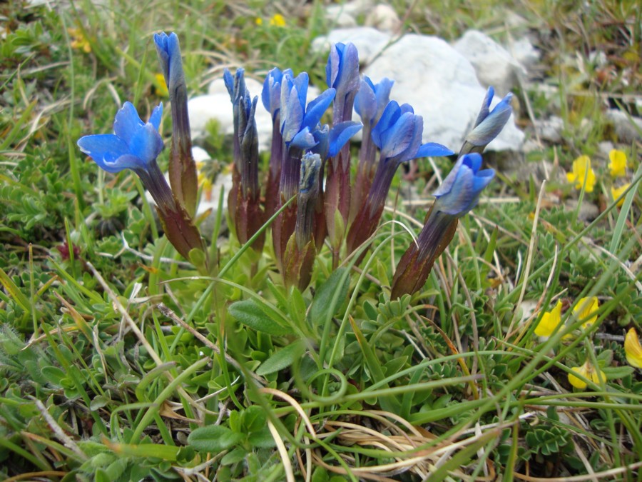 Gentiana verna