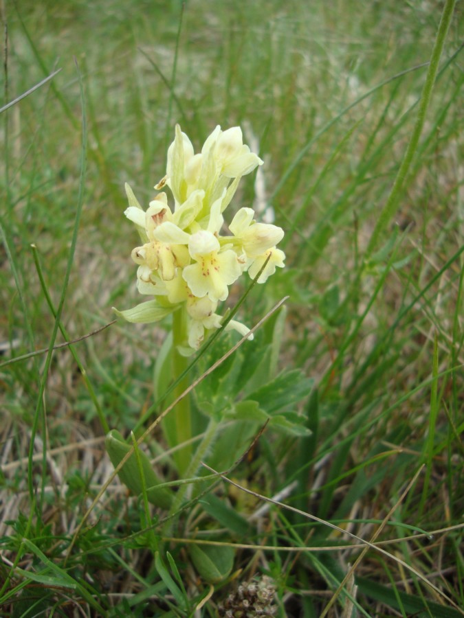 Orchidea da identificare 2