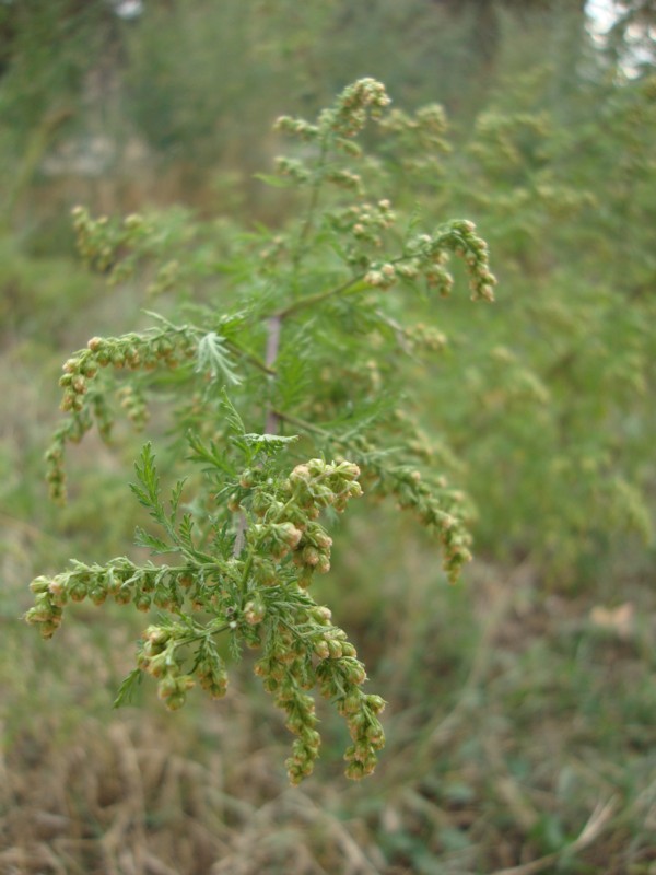 Artemisia annua