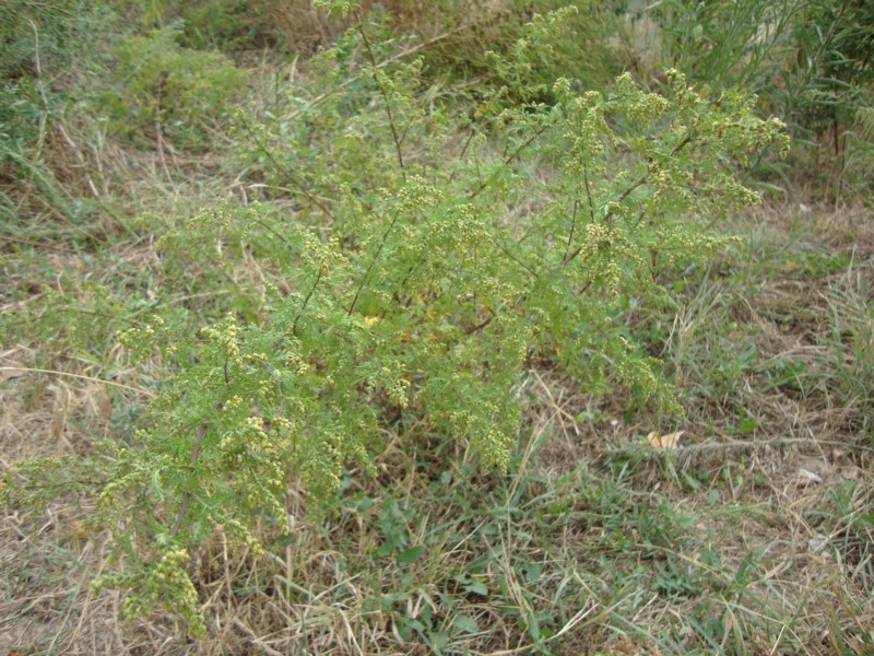 Artemisia annua