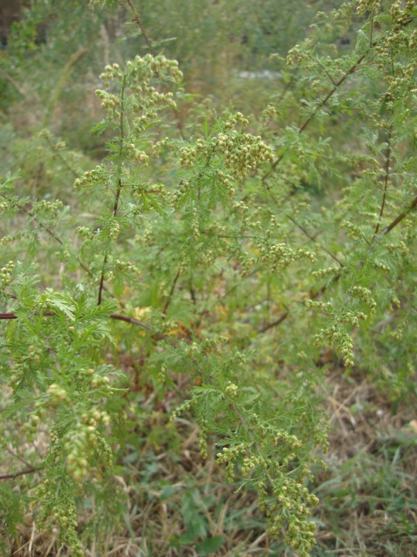 Artemisia annua