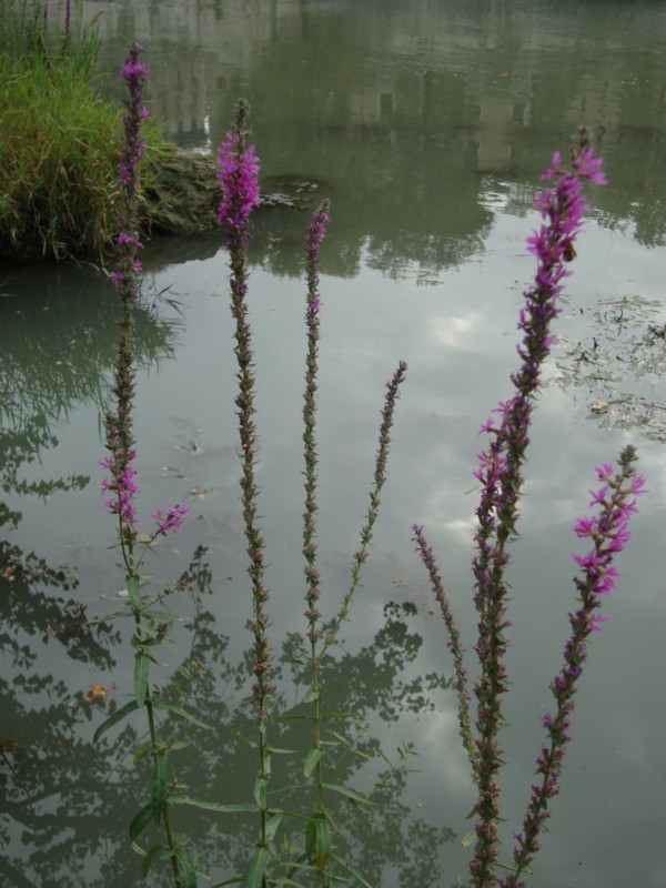 Lythrum salicaria