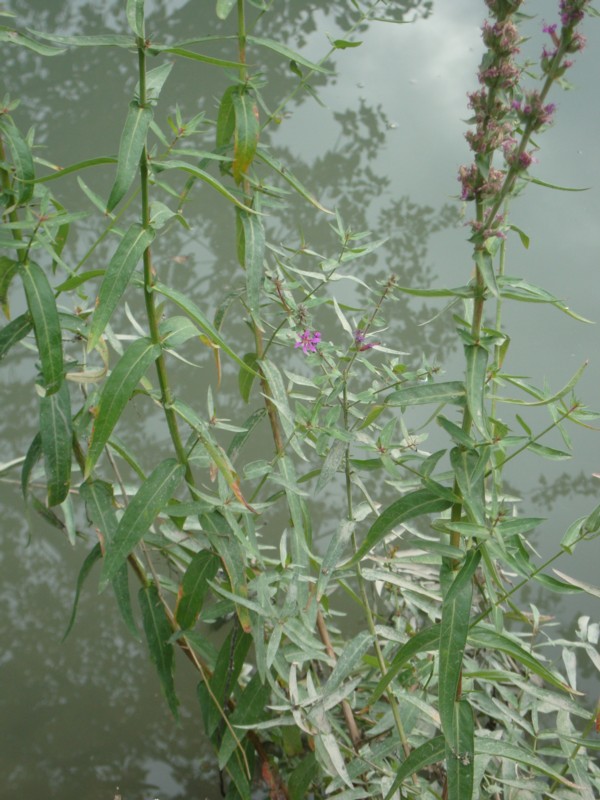 Lythrum salicaria