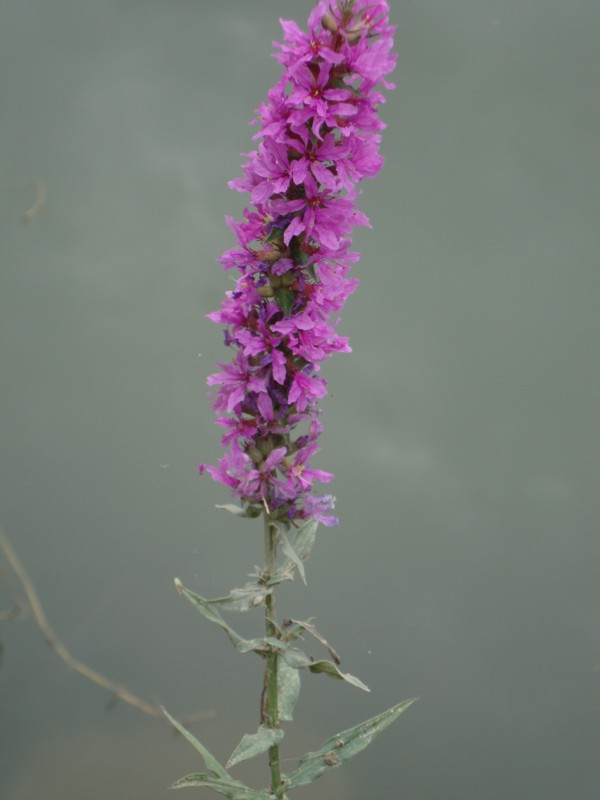 Lythrum salicaria