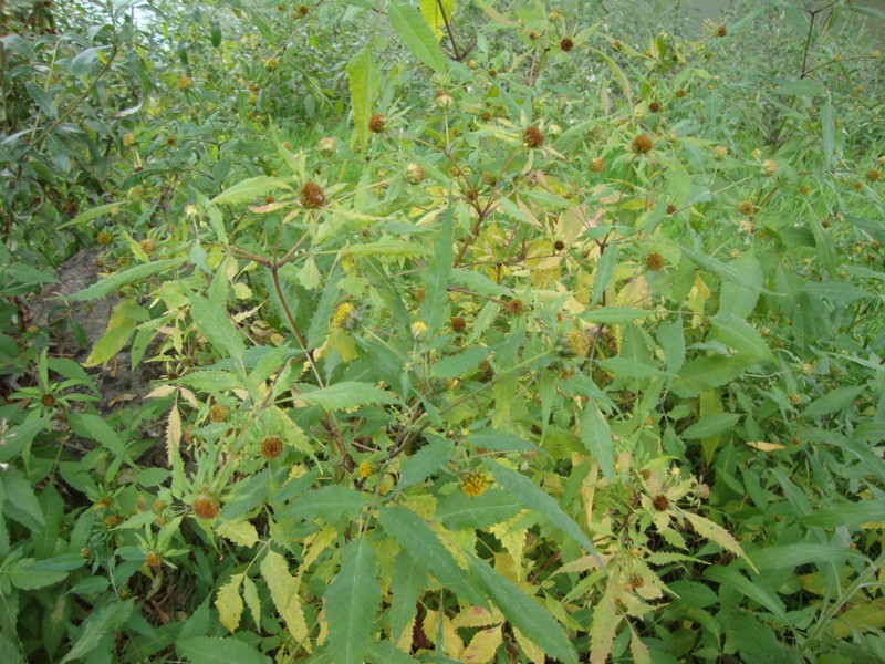 Bidens frondosa / Forbicina peduncolata