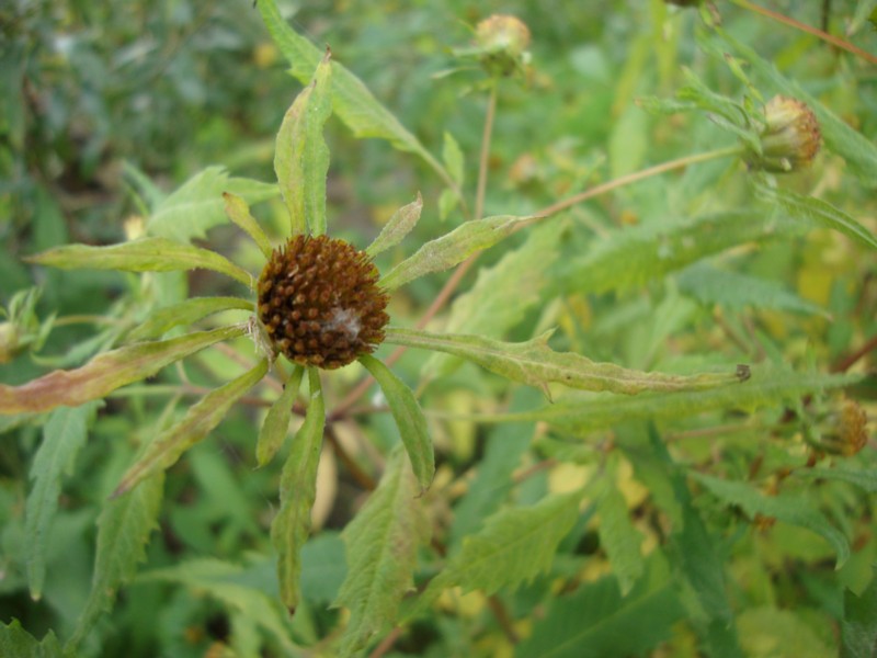 Bidens frondosa / Forbicina peduncolata