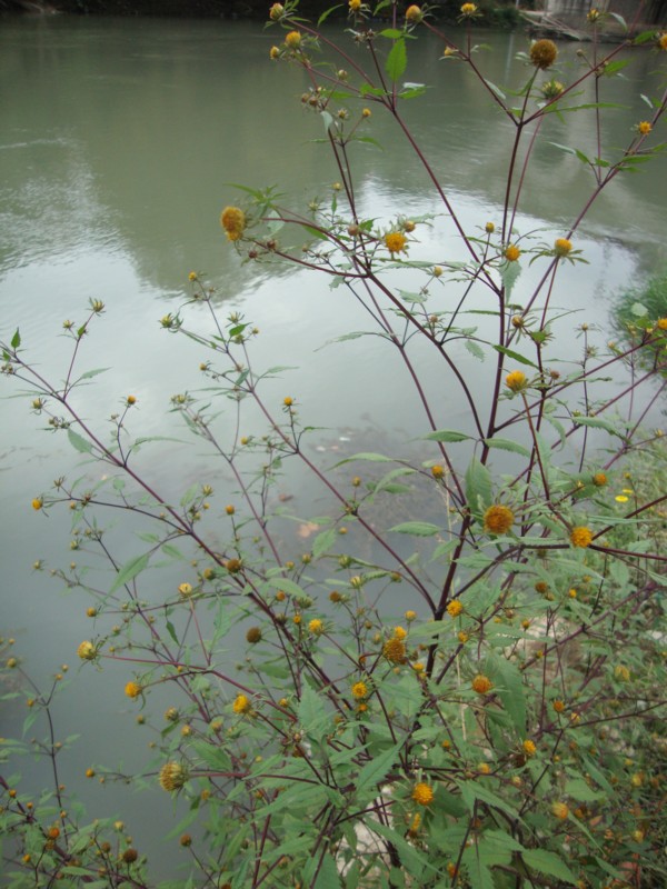 Bidens frondosa / Forbicina peduncolata