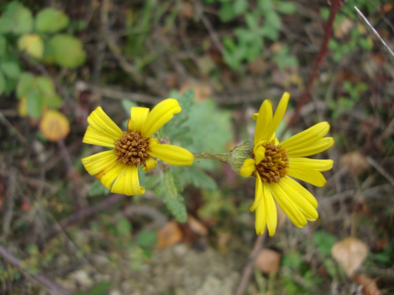 Jacobaea erucifolia (= Senecio euricifolius)