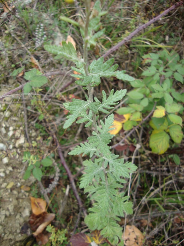 Jacobaea erucifolia (= Senecio euricifolius)