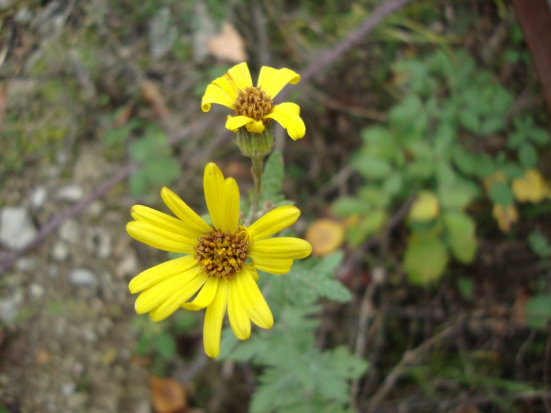 Jacobaea erucifolia (= Senecio euricifolius)