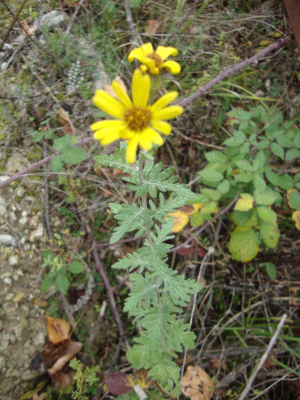 Jacobaea erucifolia (= Senecio euricifolius)