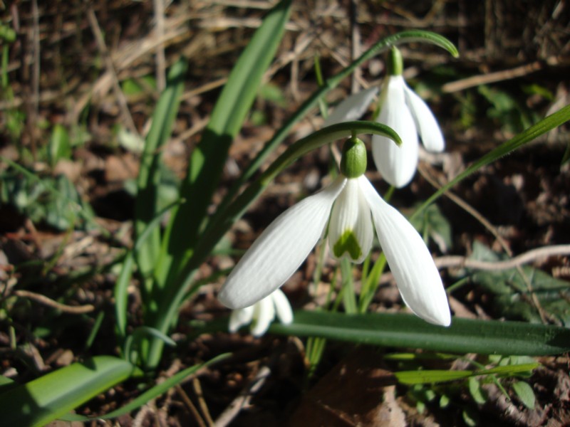 Galanthus nivalis