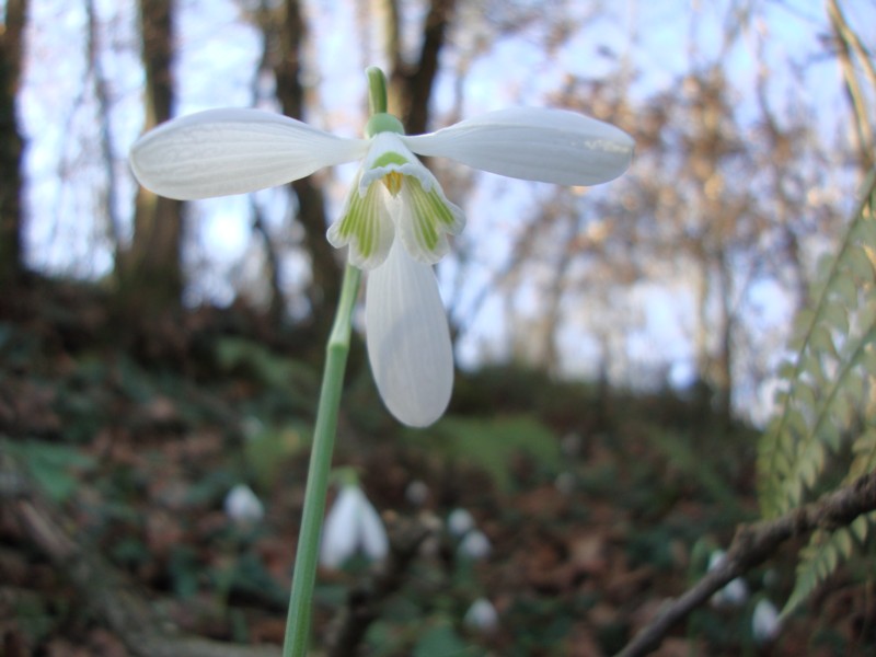 Galanthus nivalis