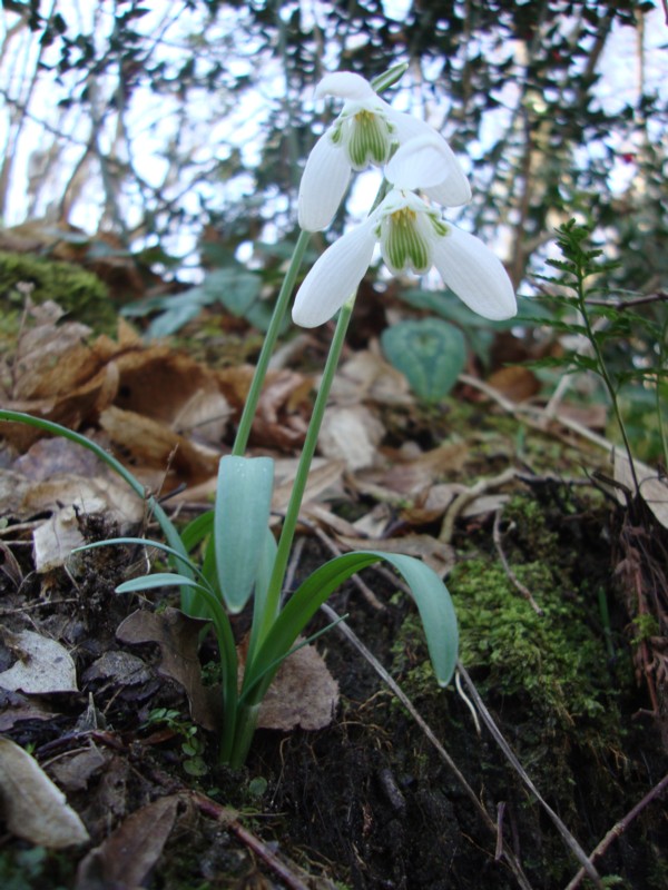 Galanthus nivalis