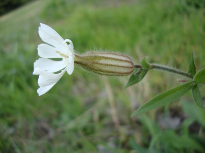 Silene latifolia