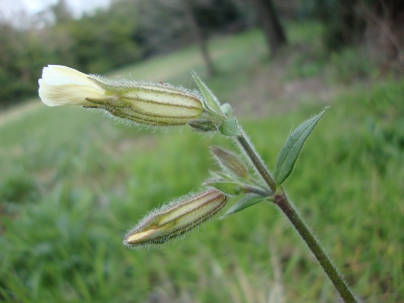 Silene latifolia