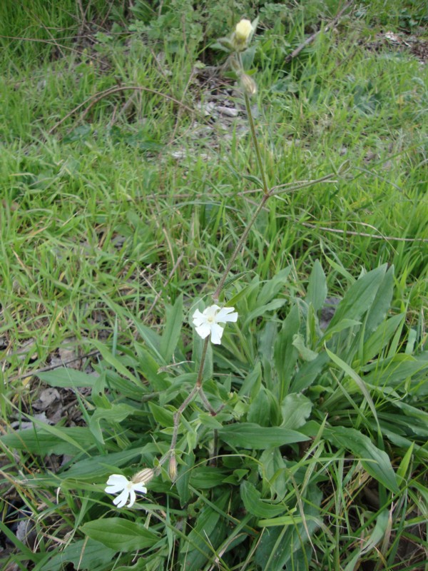 Silene latifolia