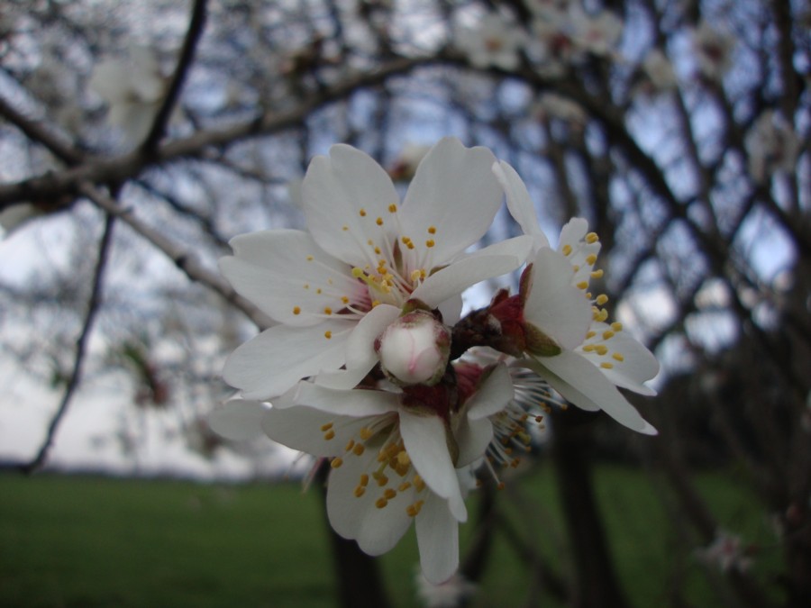 Prunus dulcis