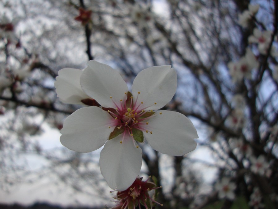 Prunus dulcis